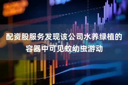 配资股服务发现该公司水养绿植的容器中可见蚊幼虫游动